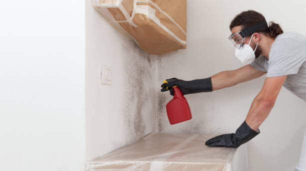 Professional Attic Mold Removal technician working in Windsor Mill, MD